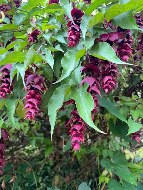 Summer flower Aulden Farm